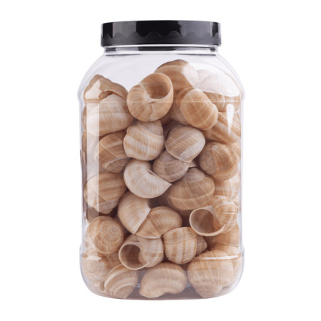 Extra Large Helix Locurom Snails No.6