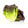 Red Baby Gem Lettuce