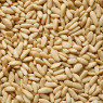 Pariani Italian Pine Nut 1St Choice