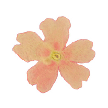 PCB Edible Dried Pink Vervain Flowers