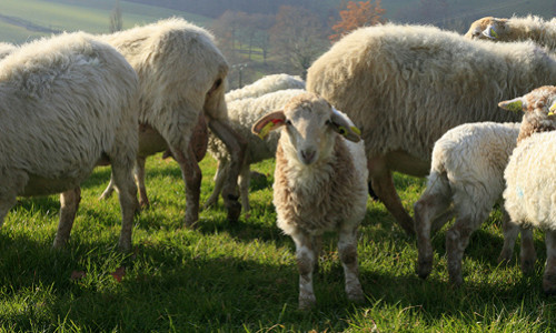 Meet Our Partner: AXURIA Pyrenean Milk-Fed Lamb