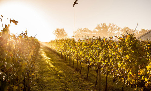 Exploring Wine and Champagne Growing Regions